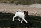 FOX TERRIER POIL LISSE 212
